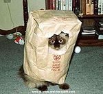 Cat-in-bag.jpg